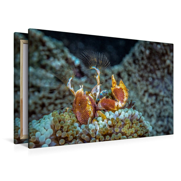 Premium Textil-Leinwand Anemonenkrebs