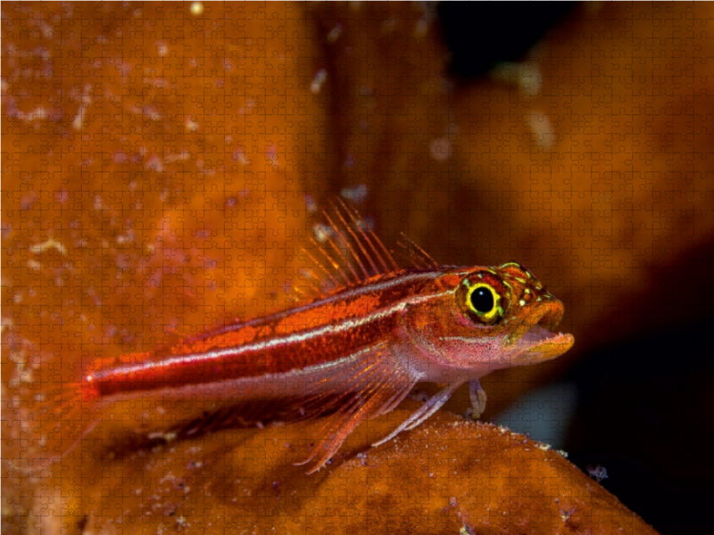 Ein Motiv aus dem Kalender  Juwelen der Meere 1000 Teile Puzzle quer - CALVENDO Foto-Puzzle'