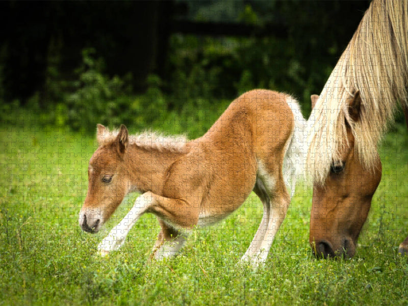 Ein Motiv aus dem Kalender Ponys, die starken Persönlichkeiten - CALVENDO Foto-Puzzle'