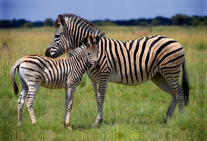 Premium Textil-Leinwand Zebras