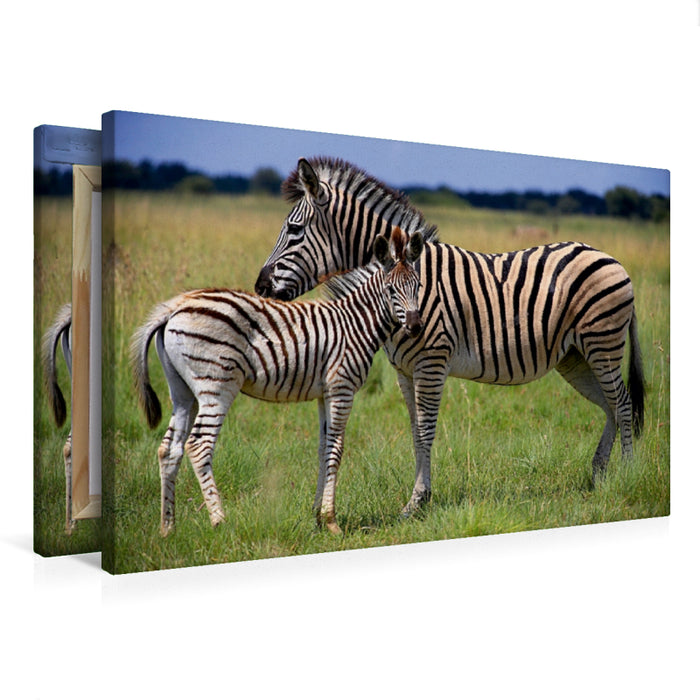 Premium Textil-Leinwand Zebras