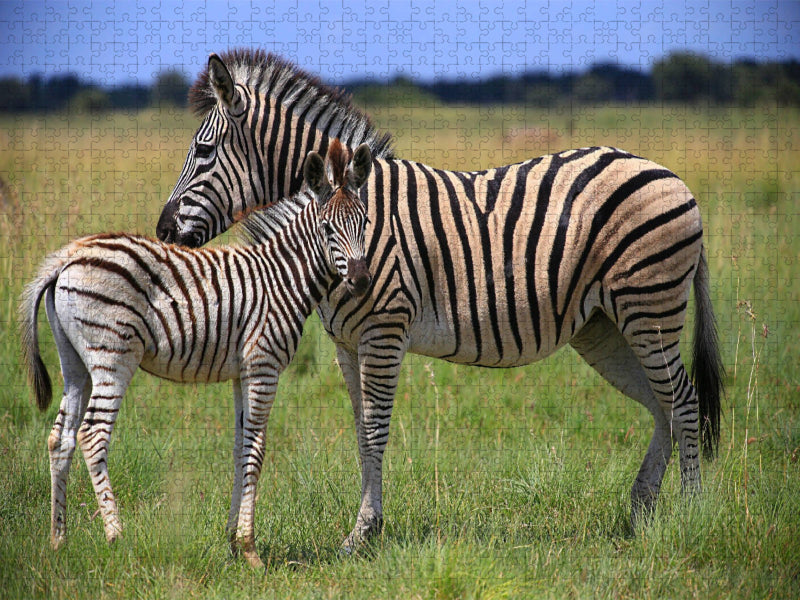 Zebras - CALVENDO Foto-Puzzle'