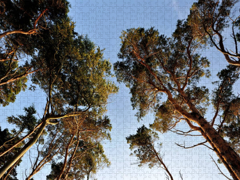 Das Abendlicht bringt die Bäume zum Leuchten - CALVENDO Foto-Puzzle'