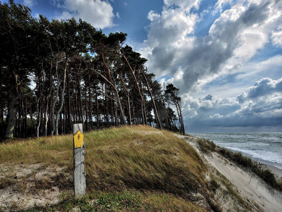 Der Wald mit seinen charakteristischen Bäumen reicht bis hinunter an den Strand - CALVENDO Foto-Puzzle'