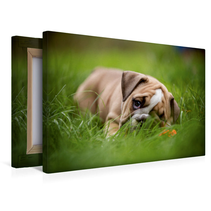 Premium Textil-Leinwand Bacon vom Ruinenberg