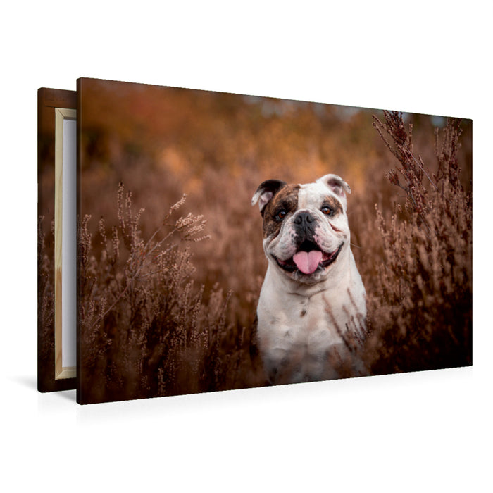 Premium Textil-Leinwand Bruce