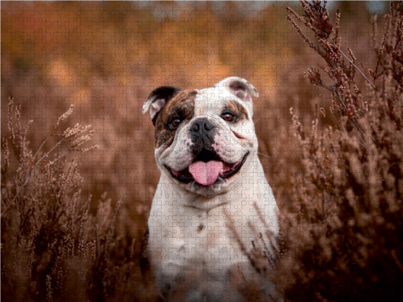 Bruce 1000 Teile Puzzle quer - CALVENDO Foto-Puzzle'