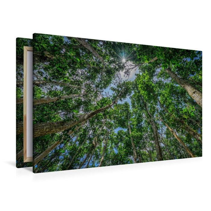 Premium Textil-Leinwand Jozani Forest