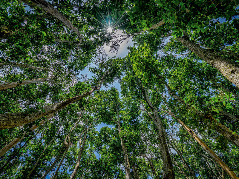 Jozani Forest - CALVENDO photo puzzle 
