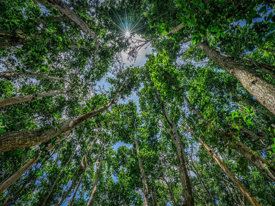 Jozani Forest - CALVENDO Foto-Puzzle'