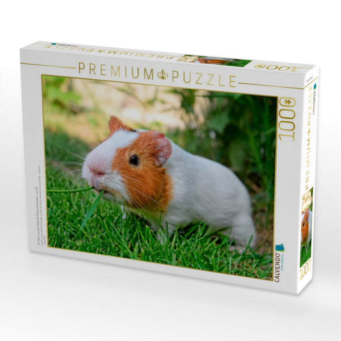 Ein Motiv aus dem Kalender Meerschweinchen - so süß - CALVENDO Foto-Puzzle'