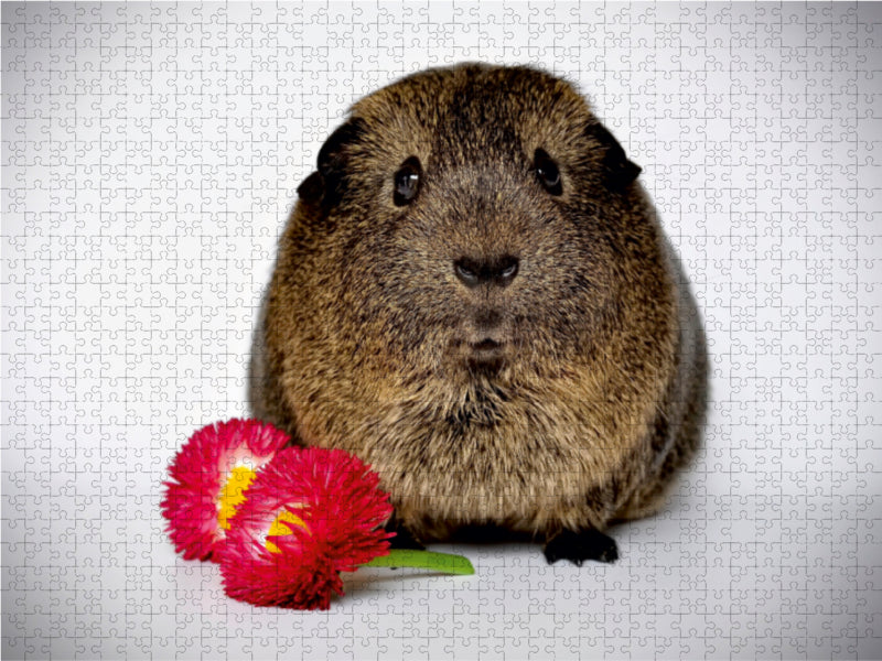 Cochon d'Inde - tellement mignon - Puzzle photo CALVENDO 
