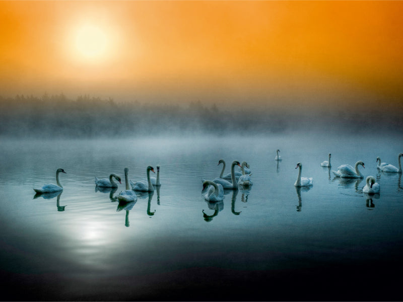 Swan Lake near Teublitz - CALVENDO photo puzzle 