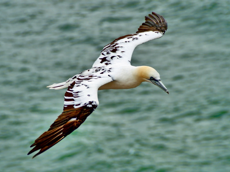Segelflug 1000 Teile Puzzle quer - CALVENDO Foto-Puzzle'