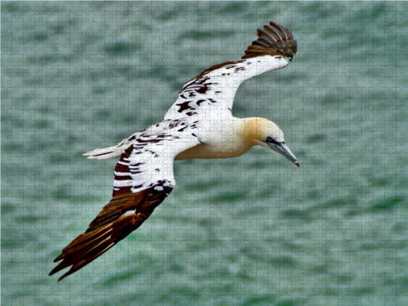 Segelflug 1000 Teile Puzzle quer - CALVENDO Foto-Puzzle'