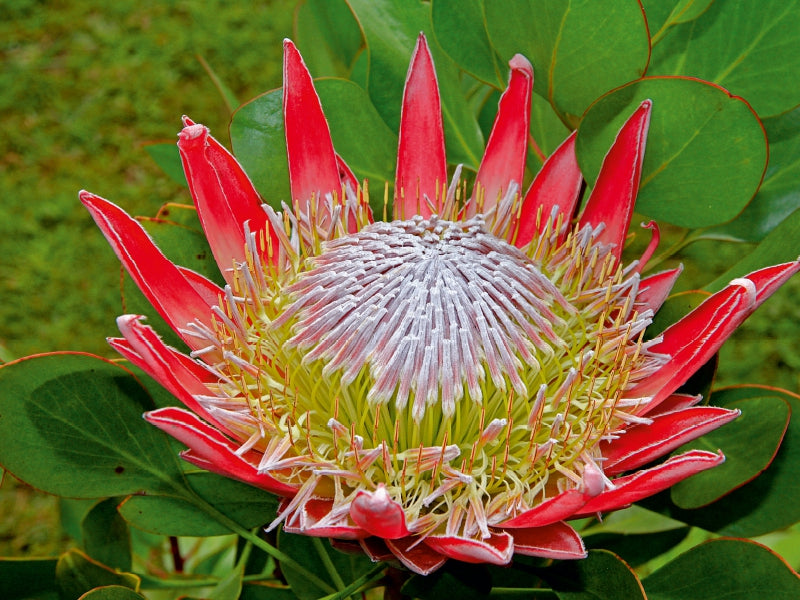 Protea - CALVENDO photo puzzle 