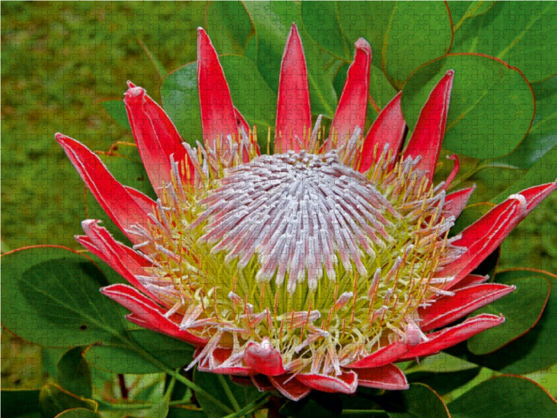 Protea - CALVENDO photo puzzle 
