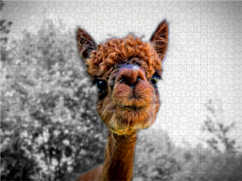 Ein Motiv aus dem Kalender Alpaka Gesichter 1000 Teile Puzzle quer - CALVENDO Foto-Puzzle'