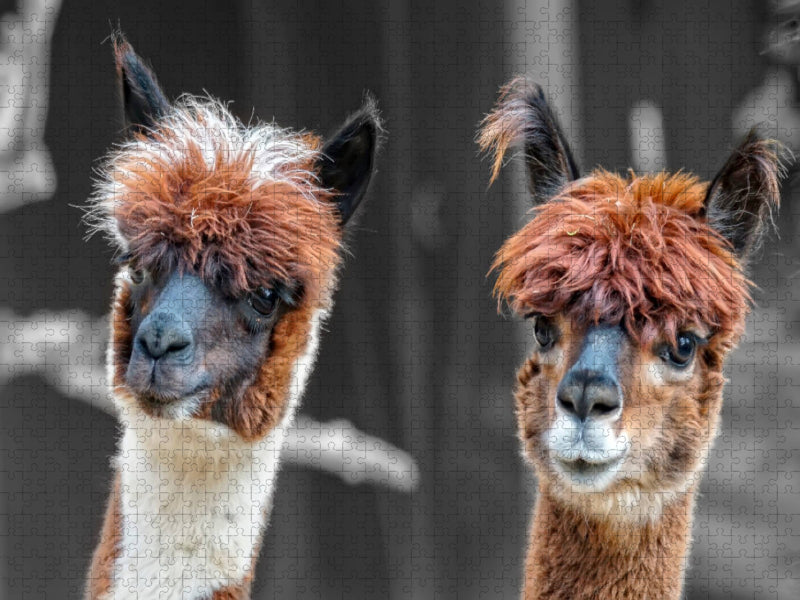 Ein Motiv aus dem Kalender Alpaka Gesichter - CALVENDO Foto-Puzzle'