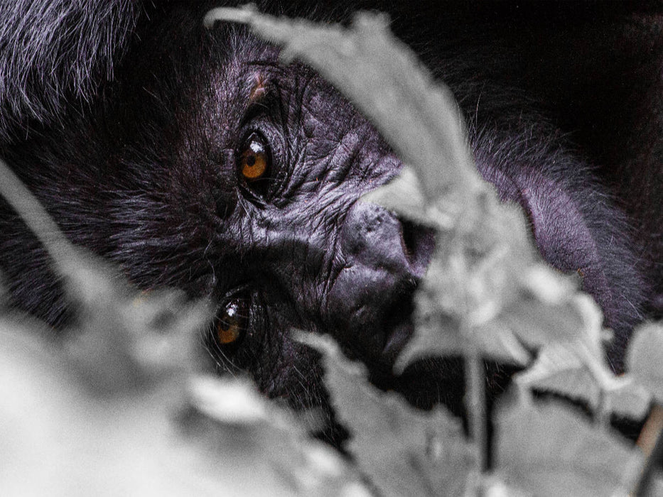 Die Augen eines Gorillas - CALVENDO Foto-Puzzle'
