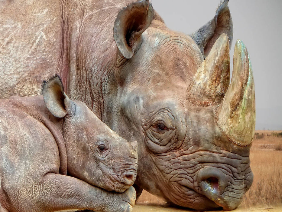 Ein Motiv aus dem Kalender Bedrohte Tierart - Nashorn - CALVENDO Foto-Puzzle'
