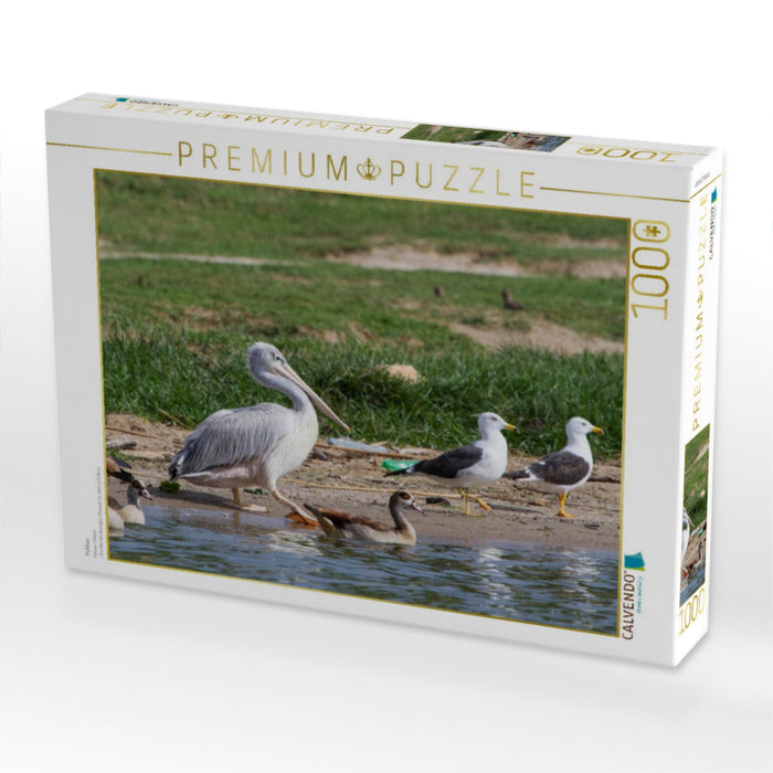 Pelikan - CALVENDO Foto-Puzzle'