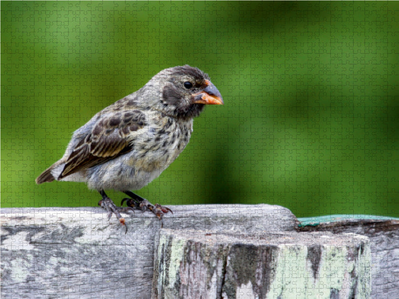 Darwin finch Isabela - CALVENDO photo puzzle 