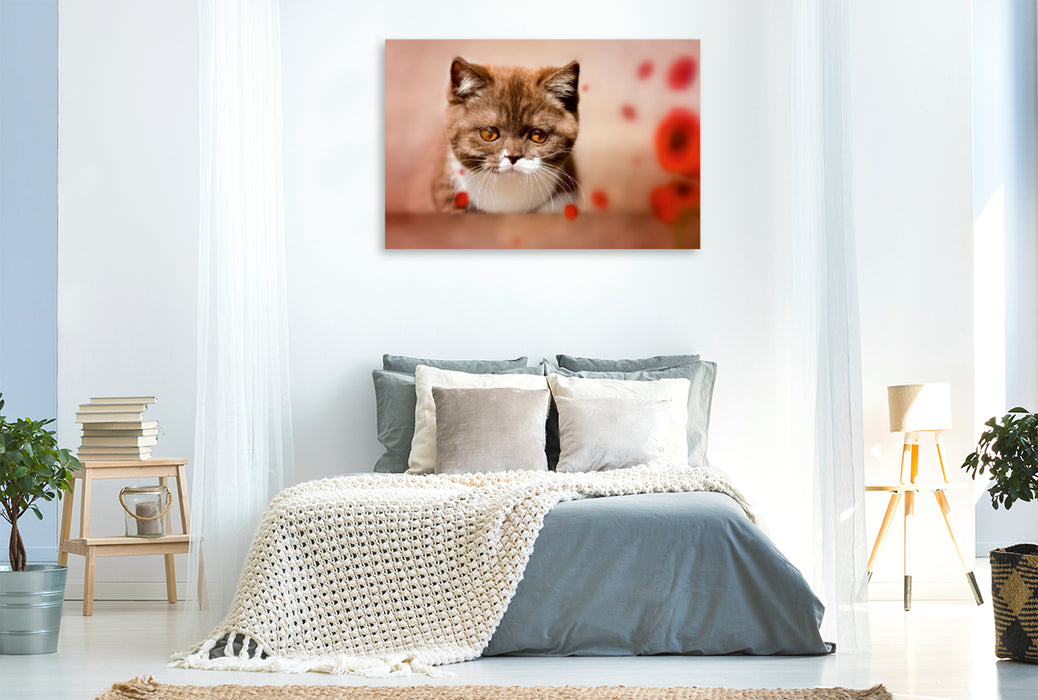 Premium Textil-Leinwand Premium Textil-Leinwand 120 cm x 80 cm quer Ein Motiv aus dem Kalender Kittens - Britisch Kurzhaar Katzenkinder