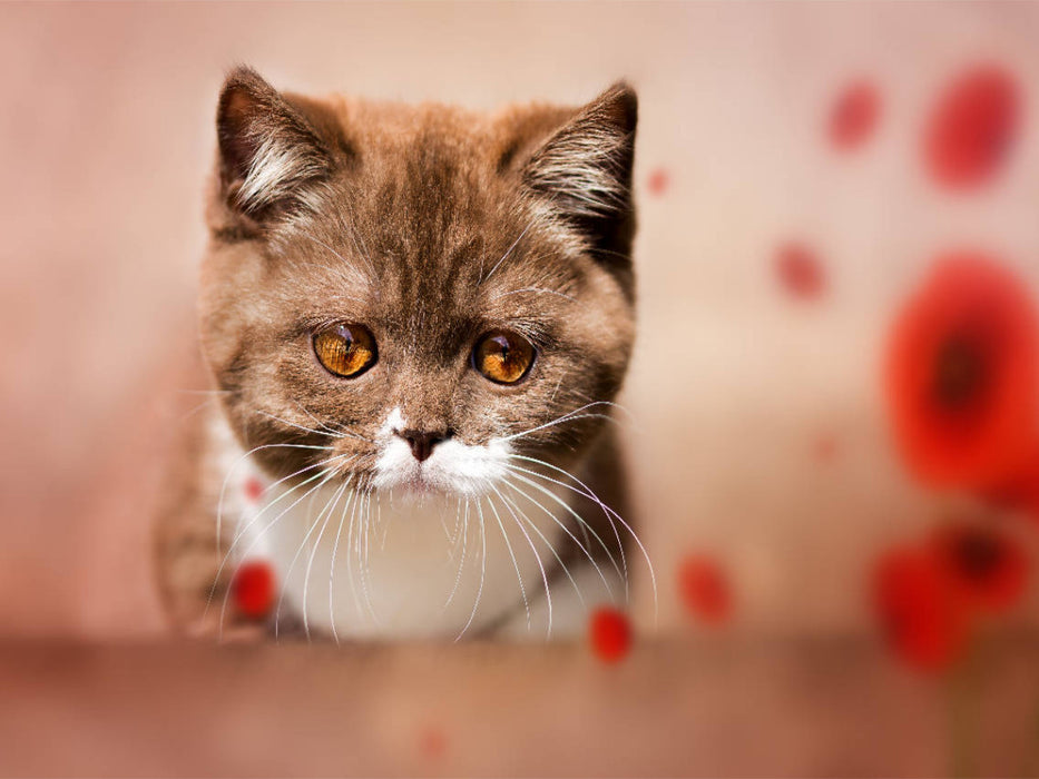 Ein Motiv aus dem Kalender Kittens - Britisch Kurzhaar Katzenkinder - CALVENDO Foto-Puzzle'