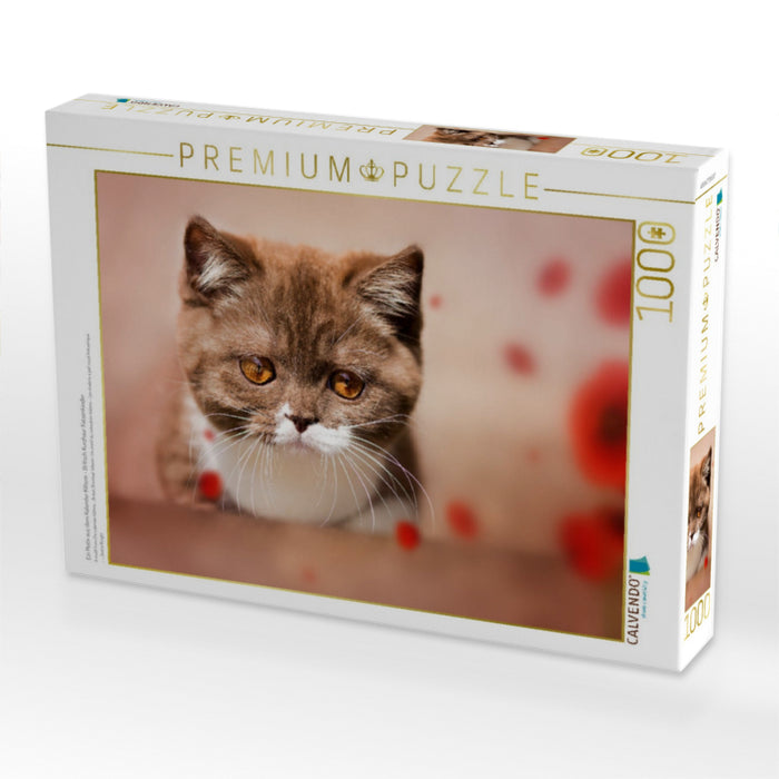 Ein Motiv aus dem Kalender Kittens - Britisch Kurzhaar Katzenkinder - CALVENDO Foto-Puzzle'