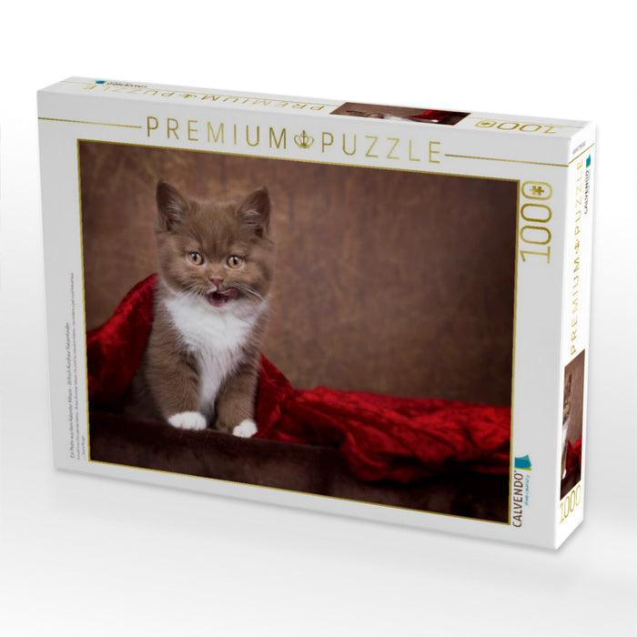 Ein Motiv aus dem Kalender Kittens - Britisch Kurzhaar Katzenkinder - CALVENDO Foto-Puzzle'