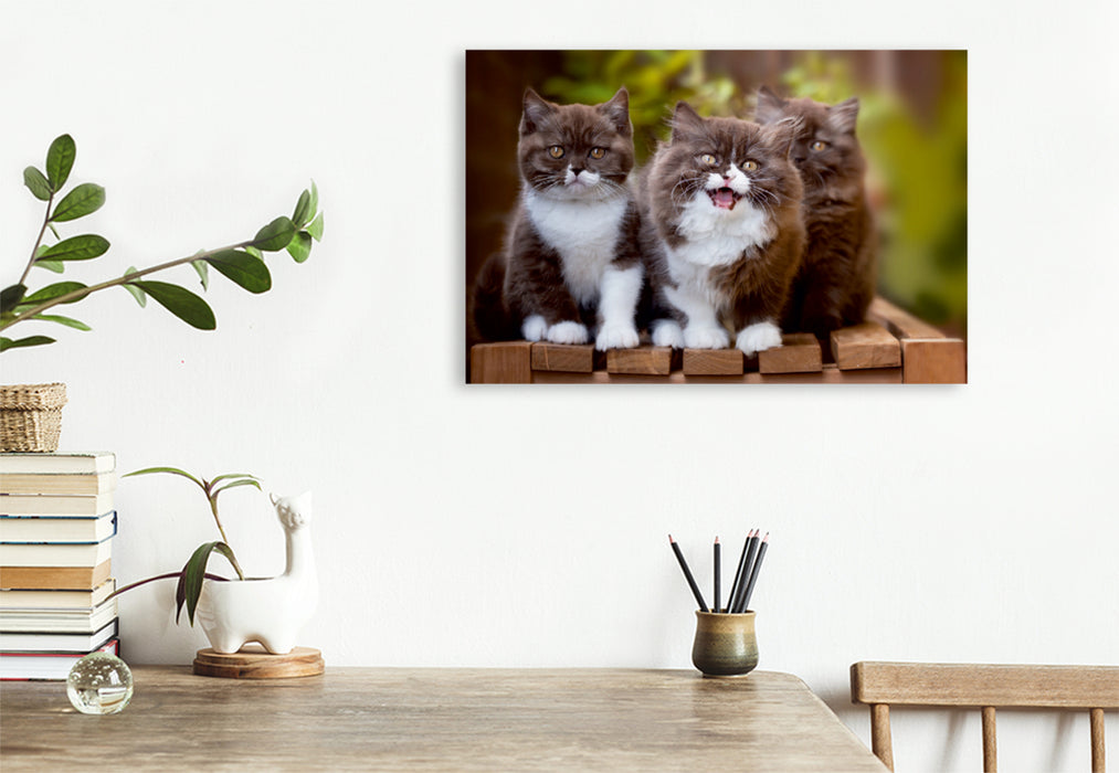 Premium Textil-Leinwand Premium Textil-Leinwand 120 cm x 80 cm quer Ein Motiv aus dem Kalender Kittens - Britisch Kurzhaar Katzenkinder