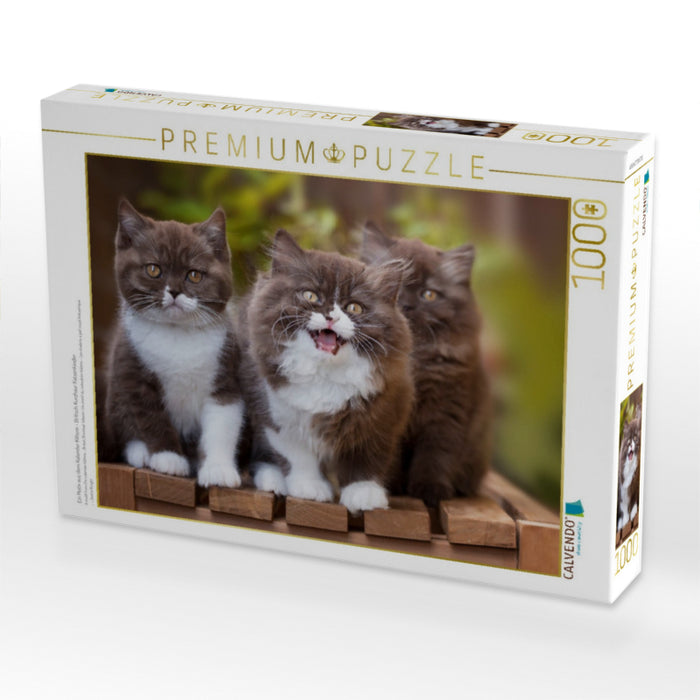 Ein Motiv aus dem Kalender Kittens - Britisch Kurzhaar Katzenkinder - CALVENDO Foto-Puzzle'