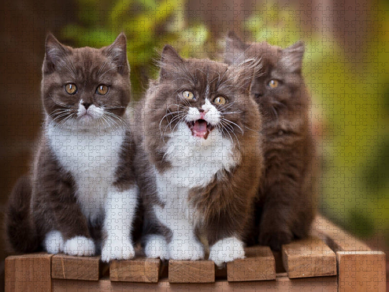 Ein Motiv aus dem Kalender Kittens - Britisch Kurzhaar Katzenkinder - CALVENDO Foto-Puzzle'