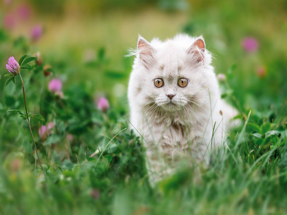 Ein Motiv aus dem Kalender Kittens - Britisch Kurzhaar Katzenkinder - CALVENDO Foto-Puzzle'