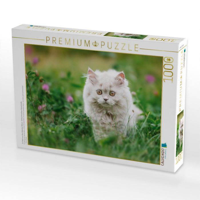 Ein Motiv aus dem Kalender Kittens - Britisch Kurzhaar Katzenkinder - CALVENDO Foto-Puzzle'