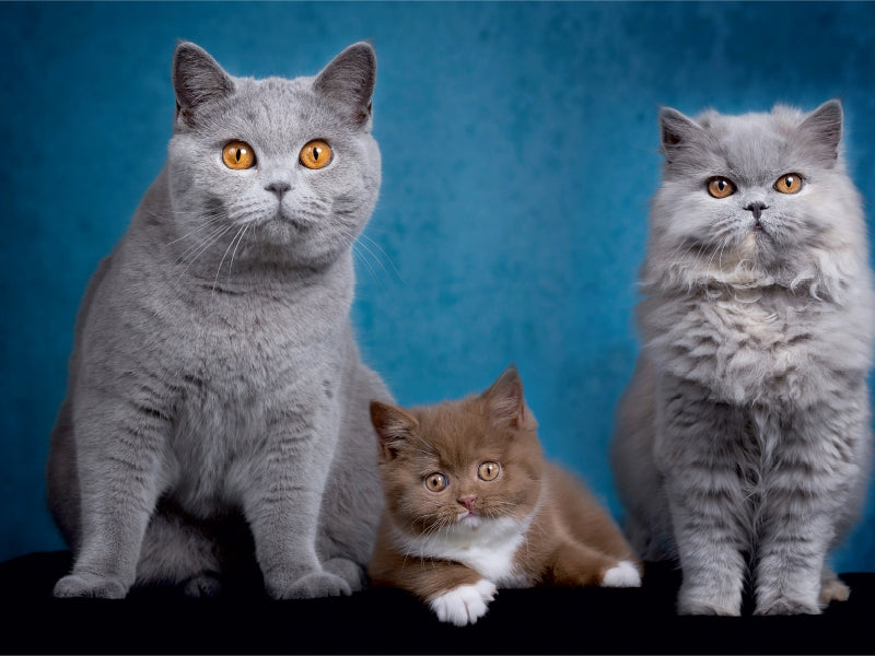 Kittens - British Shorthair kittens - CALVENDO photo puzzle 