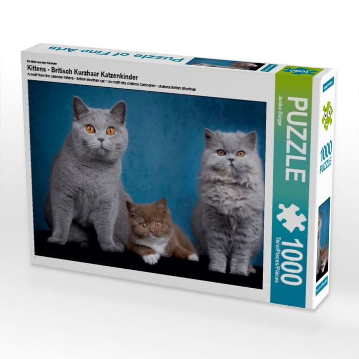 Kittens - British Shorthair kittens - CALVENDO photo puzzle 