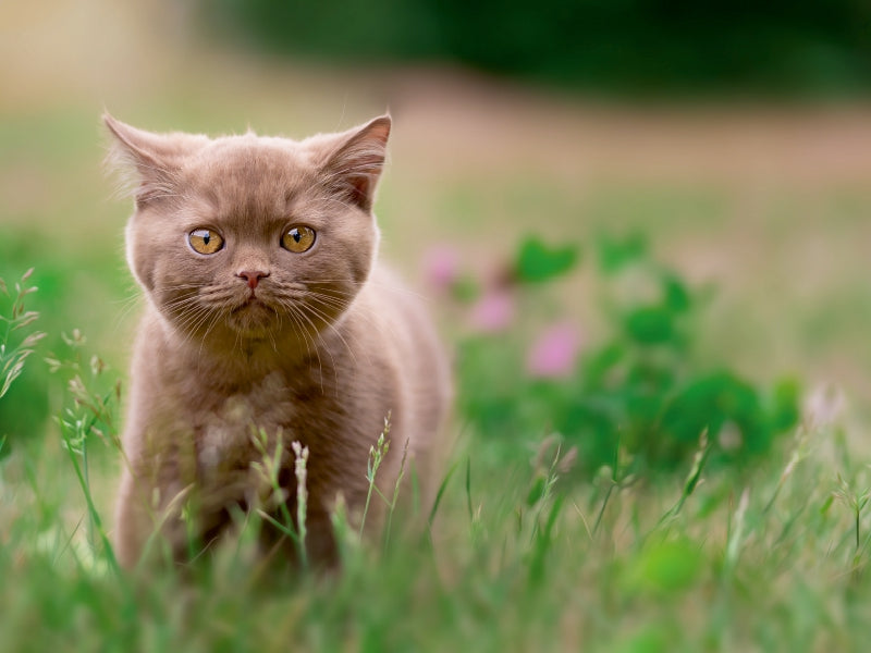 Kittens - British Shorthair kittens - CALVENDO photo puzzle 