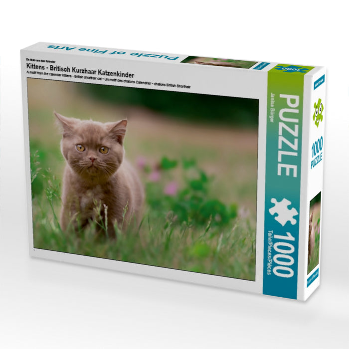 Kittens - British Shorthair kittens - CALVENDO photo puzzle 
