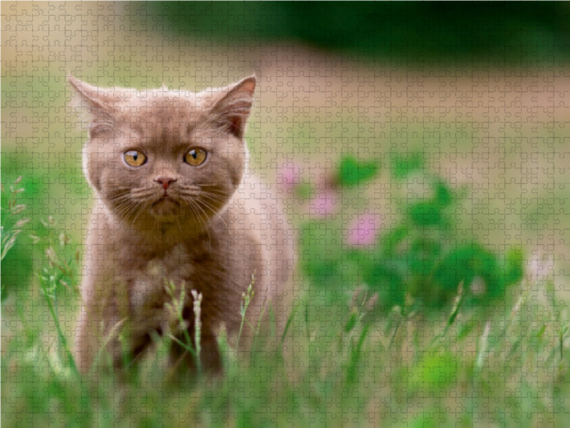 Kittens - British Shorthair kittens - CALVENDO photo puzzle 