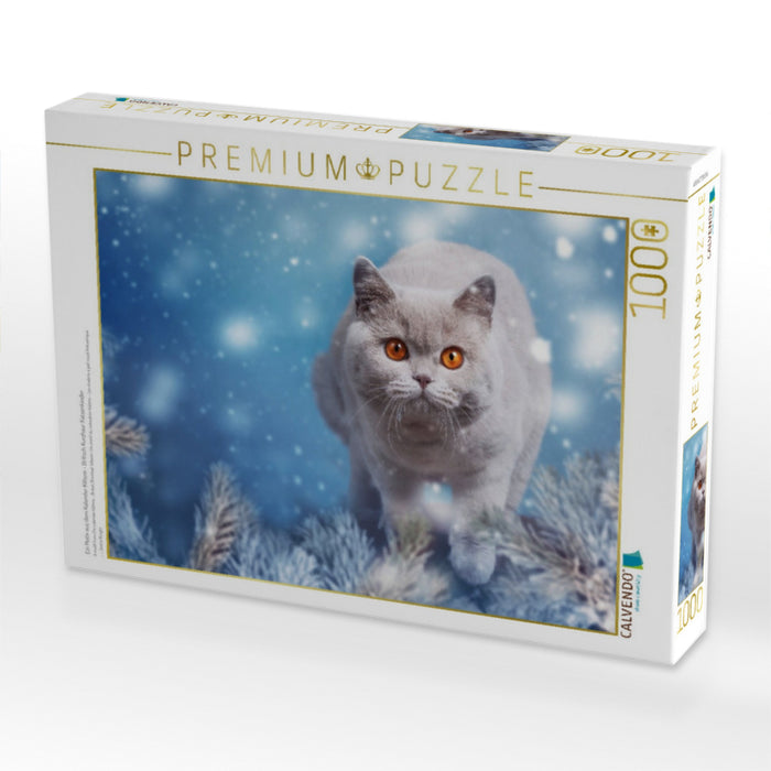 Ein Motiv aus dem Kalender Kittens - Britisch Kurzhaar Katzenkinder - CALVENDO Foto-Puzzle'