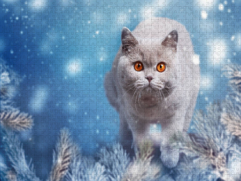 Ein Motiv aus dem Kalender Kittens - Britisch Kurzhaar Katzenkinder - CALVENDO Foto-Puzzle'