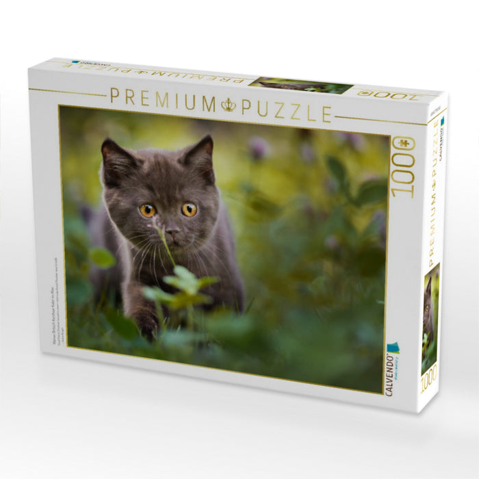 Kleiner Britisch Kurzhaar Kater im Klee - CALVENDO Foto-Puzzle'