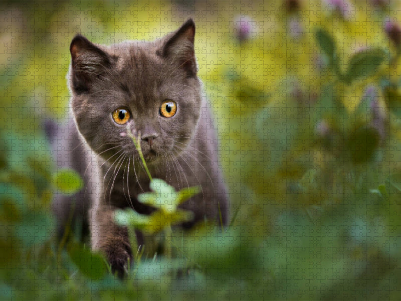 Kleiner Britisch Kurzhaar Kater im Klee - CALVENDO Foto-Puzzle'