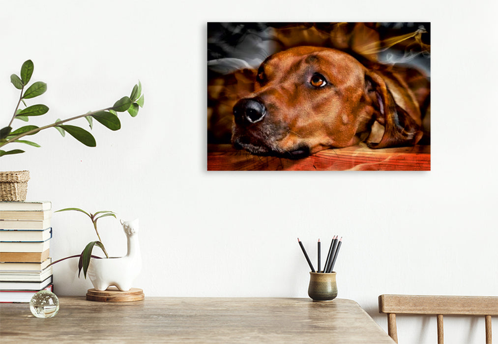 Premium Textil-Leinwand Premium Textil-Leinwand 75 cm x 50 cm quer Ein Motiv aus dem Kalender Rhodesian Ridgeback - Moments -