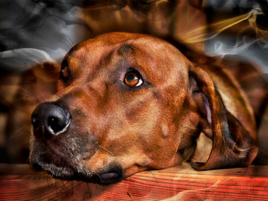 Ein Motiv aus dem Kalender Rhodesian Ridgeback - Moments - - CALVENDO Foto-Puzzle'