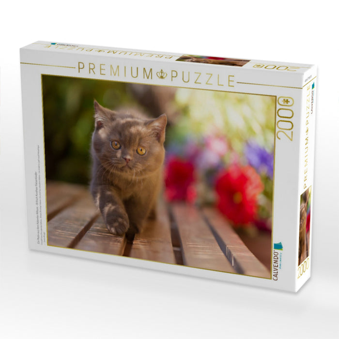 Ein Motiv aus dem Kalender Kittens - Britisch Kurzhaar Katzenkinder - CALVENDO Foto-Puzzle'