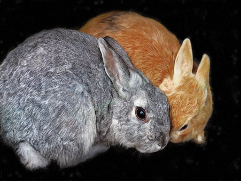Zwei Kaninchen - CALVENDO Foto-Puzzle'
