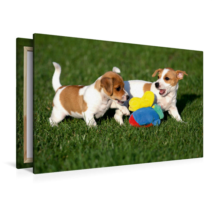 Premium Textil-Leinwand Jack Russel Welpen